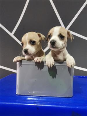 PUREBREED MINATURE JACK RUSSELL PUPPIES 