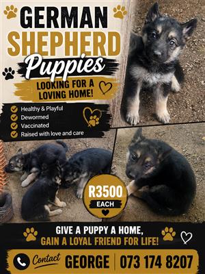 6 week old German puppies vaccinated 