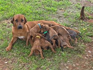 Rhodesian ridgeback  puppies