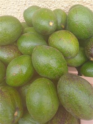 ORGANIC AVOCADOS  FOR SALE