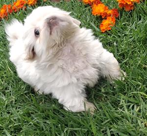 Pure Pekingese puppies