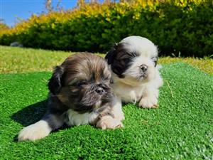 Pekingese puppies 