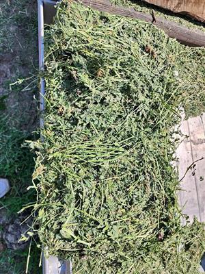 Lucerne Hay – Quality Feed