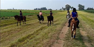 Horse Trail Riding &  Lessons