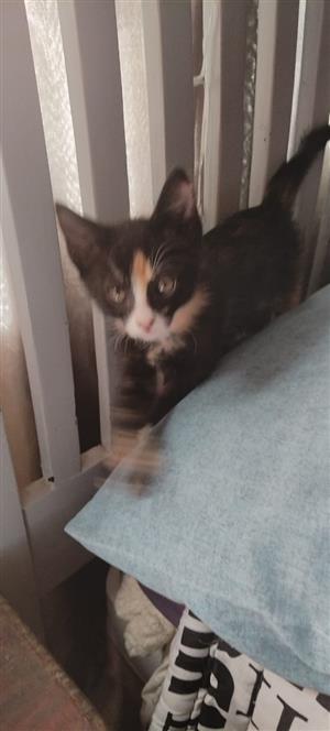 4 beautiful kittens looking for loving homes 