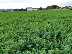 LUCERNE - DIRECT FROM THE FARMER NO AGENT FEES INCLUDED