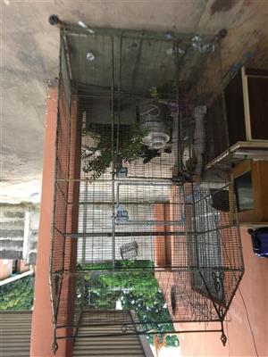 Huge bird cage for sale in Umhlatuzana Opposite Apollo high school 