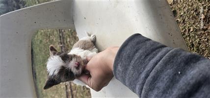Purebred yorkies male puppies 