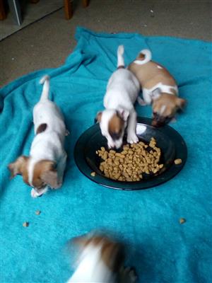 Jack Russell Puppies for sale