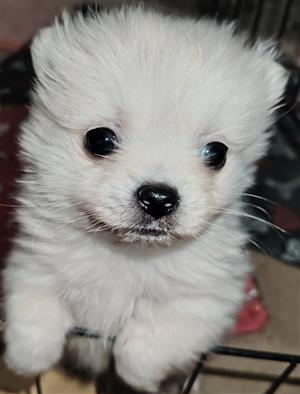 2x MALE TOYPOM PUPPIES IN KEMPTON PARK, GAUTENG
