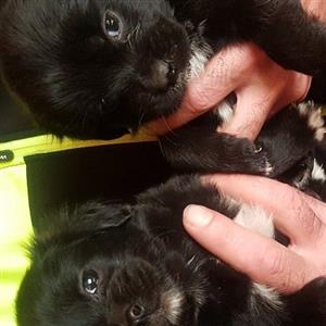 Pekingese X Yorky