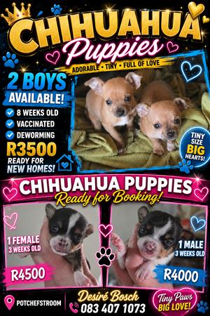 Chihuahua puppies
