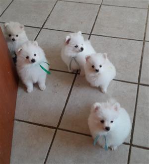 Pomeranian Male puppies 