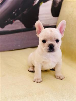 Gorgeous Exotic French bulldog puppies available 