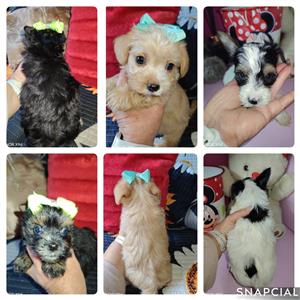 Pure bred yorkie males