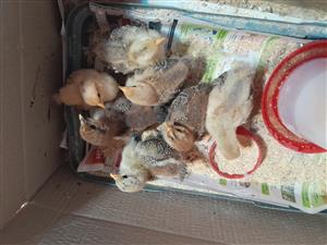 Bantam chickens for sale. (Veerpoot kapokkies)