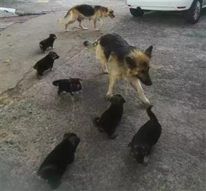 Purebred pedigree German Shepard Puppies 