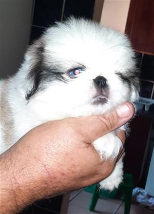 Adorably cute Pekingese puppies for sale