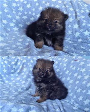Toy Pom / Pomeranian 