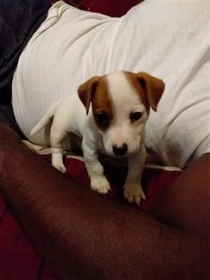 Purebred Miniature Jack Russell Puppies Junk Mail