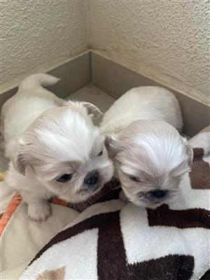 Pekingese puppies