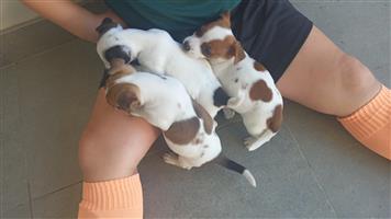 5 adorable Jack Russell puppy for sale