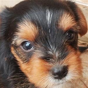 Pure Breed Yorkie Puppys
