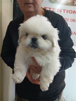 Baby puppies up for sale 