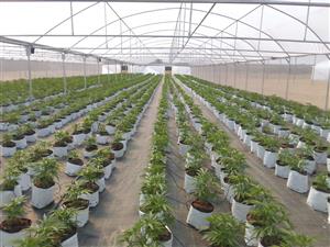 Greenhouse Tunnels Constructions and carpots 