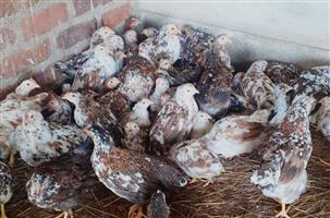 Cheap bosvelder chickens available Pretoria and mooi nooi 