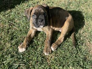 Boxer puppies / 3 females available/8 weeks old/ fully vaccinated/ R2000 each