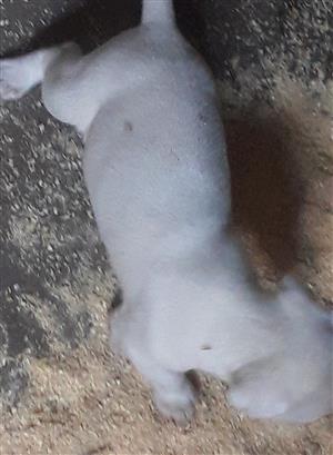 Labrador crossed  Border Collie puppies