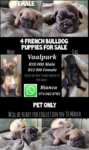French Bulldog puppies