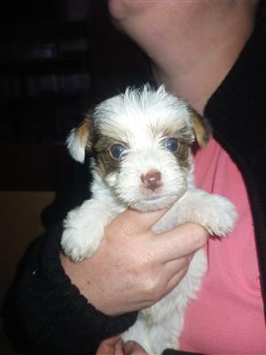 Pocket sized Yorkies for sale 