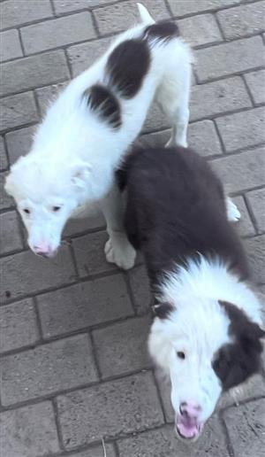 3x BORDER COLLIES IN DE RUST, WESTERN CAPE
