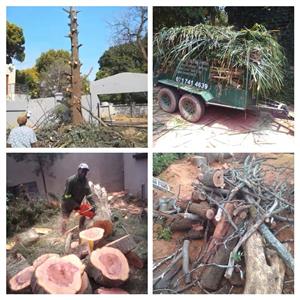 Best tree felling, palm prunings, rubbish removal and Garden services
