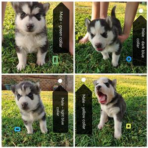 Husky Puppies