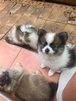 Toy Pom puppies for sale