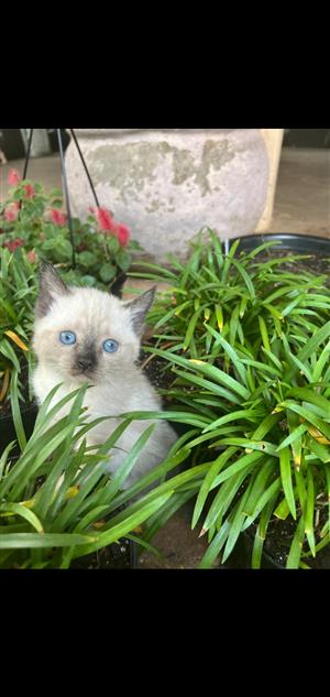 Siamese Ragdoll kittens