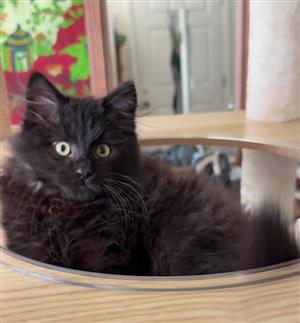 Maine coon kittens available 