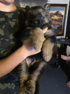 1 long coat German shepherd puppy. 6 weeks old. 