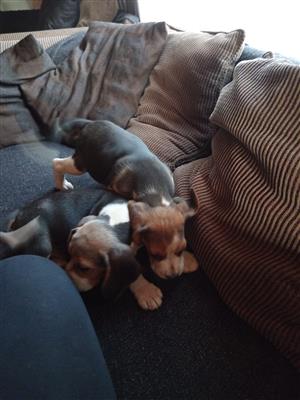 Beagle male puppies for sale.