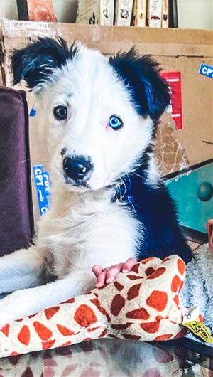 3 month Border Collie Puppy