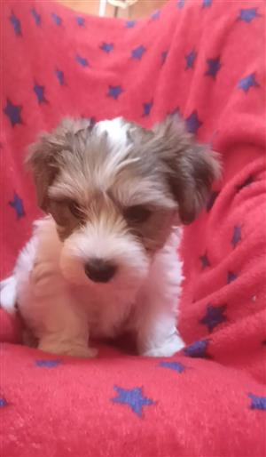 Miniture Yorkie Terrier