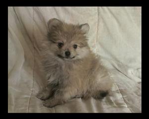 Toy pom / Pomeranian puppies