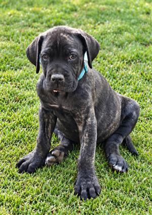 Amazing Cane Corso Puppies