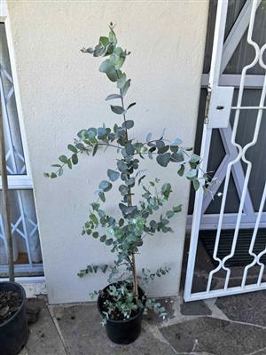 Lush Pennygum Trees in 22cm pots 1,2m+ tall  (2 available)