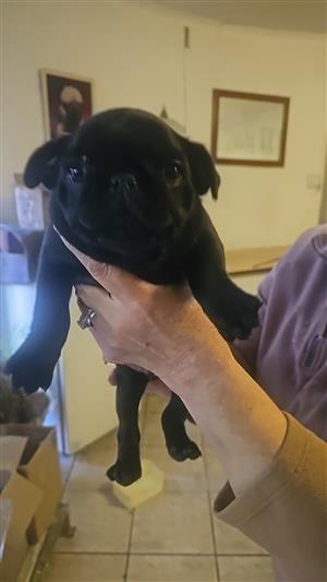Pugs 4 sale