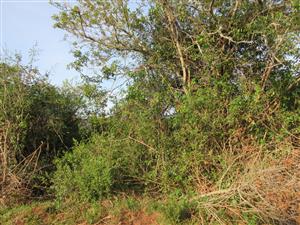 Vacant Stand For sale in Bathurst