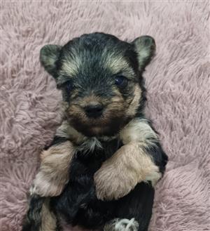 Yorkshire /Yorkie Terrier Puppies for sale 